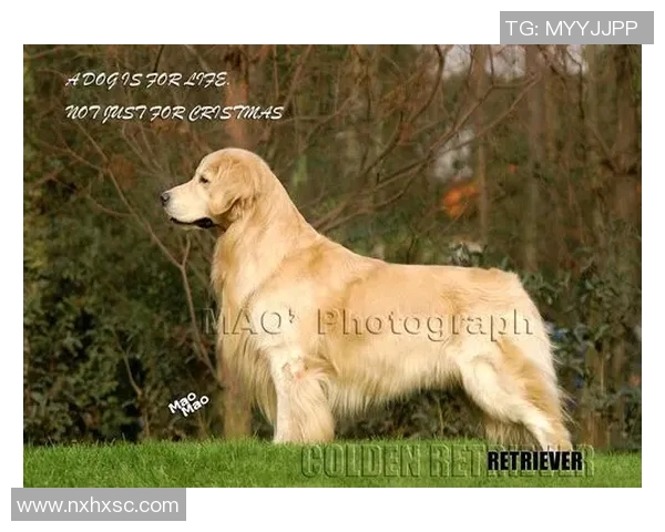 泰国金毛足球明星的传奇之路与背后的奋斗故事